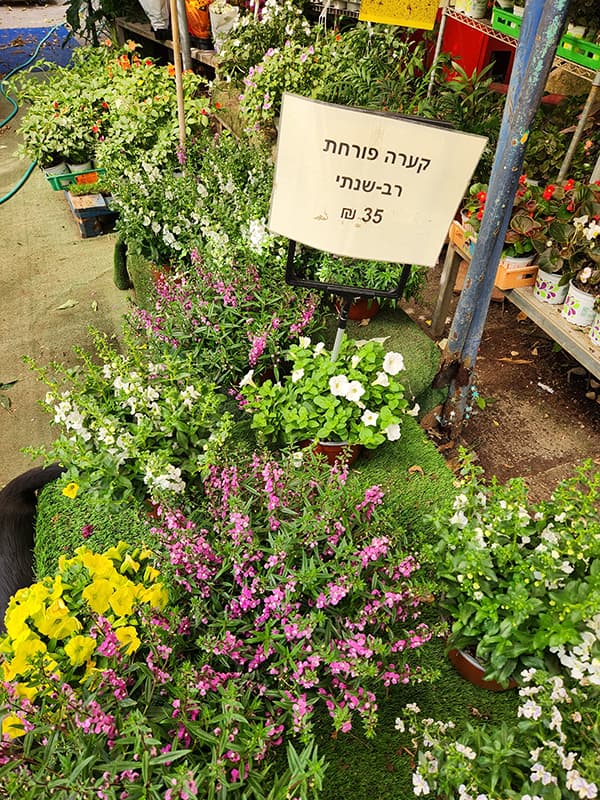 קערה פורחת רב שנתי