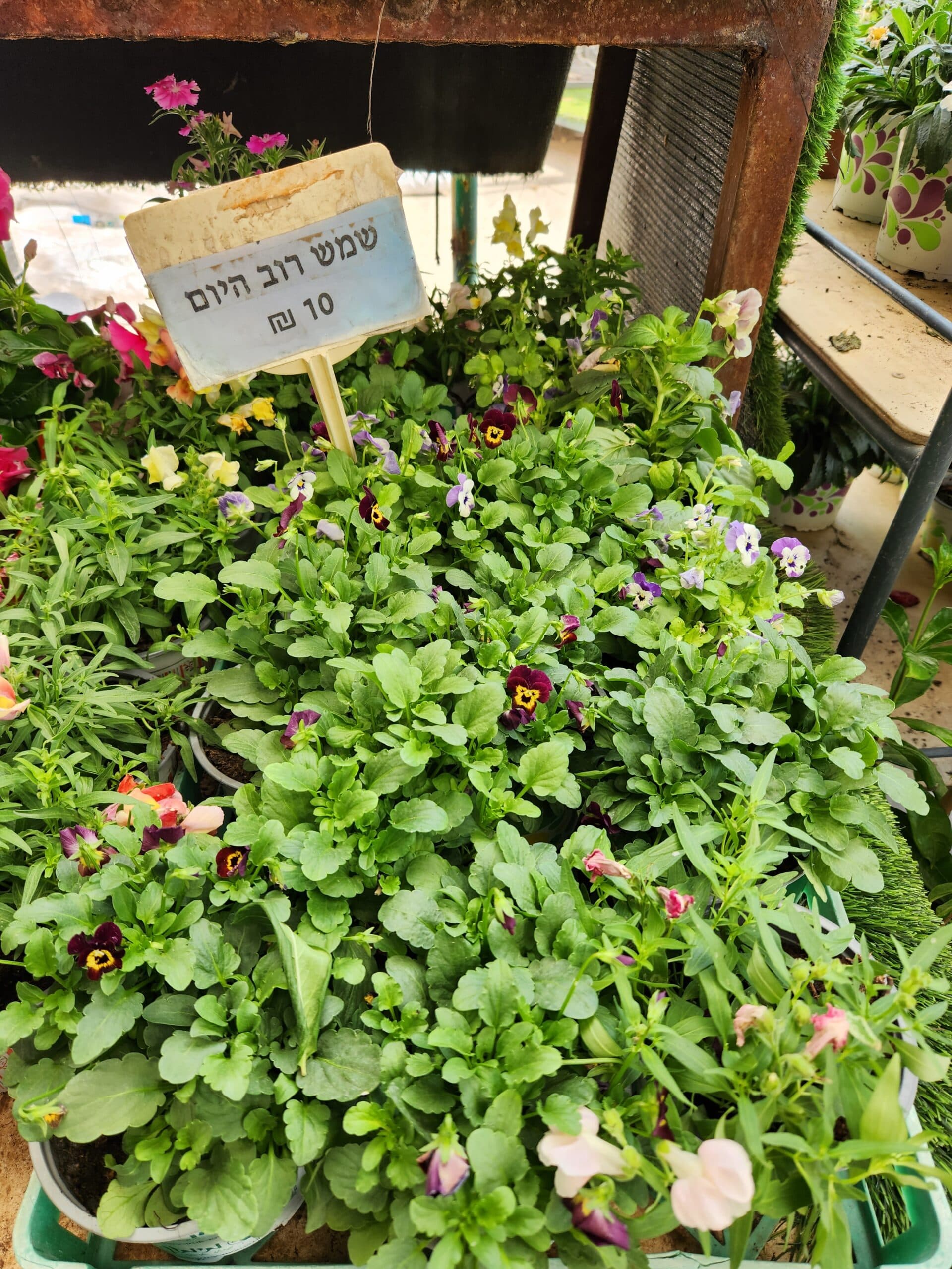 עציצים פורחים שמש