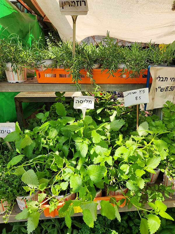 עציצי תבלין