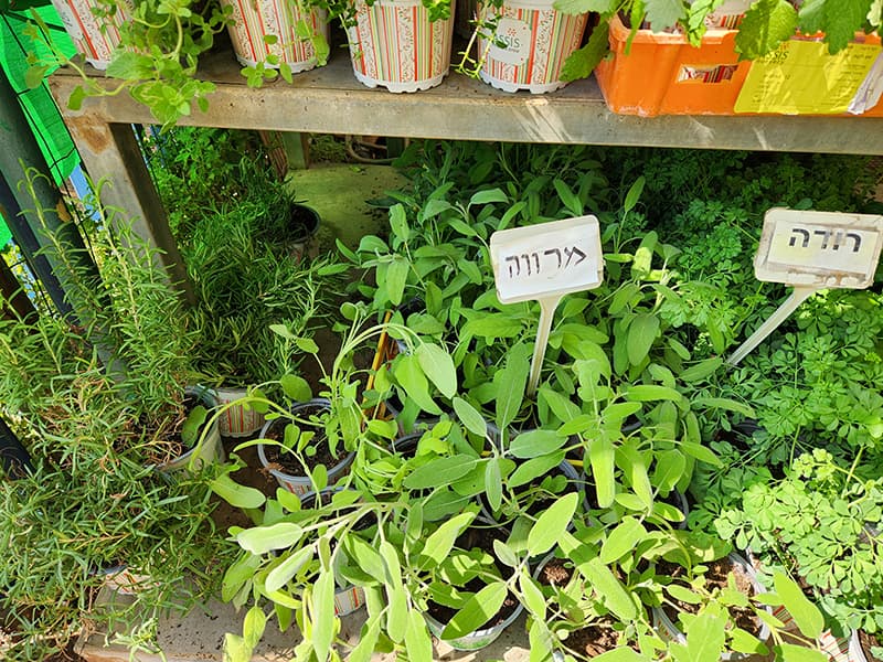 מרווה