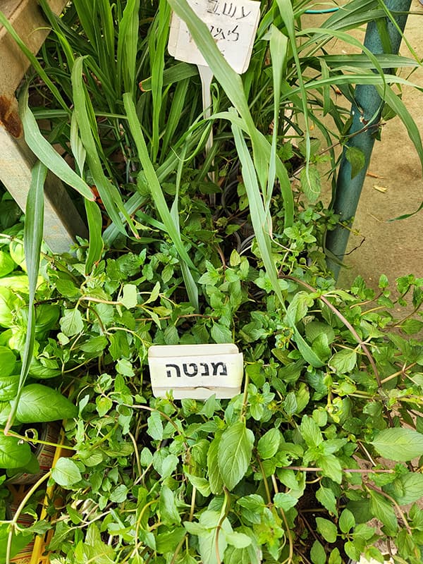 מנטה