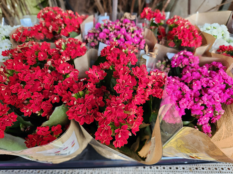 ניצנית רב שנתית