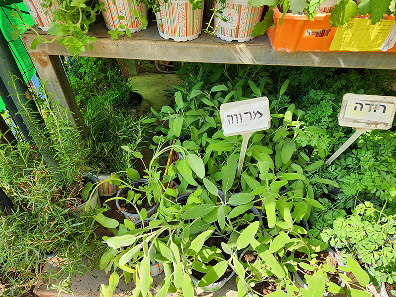 מרווה